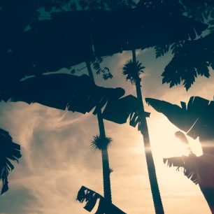 Tropická vegetace, Ekvádor