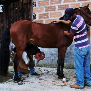 Pedro a José jsou profesí kovbojové, Kolumbie