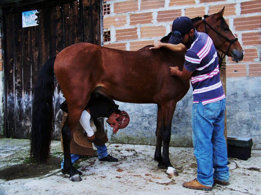 Pedro a José jsou profesí kovbojové, Kolumbie