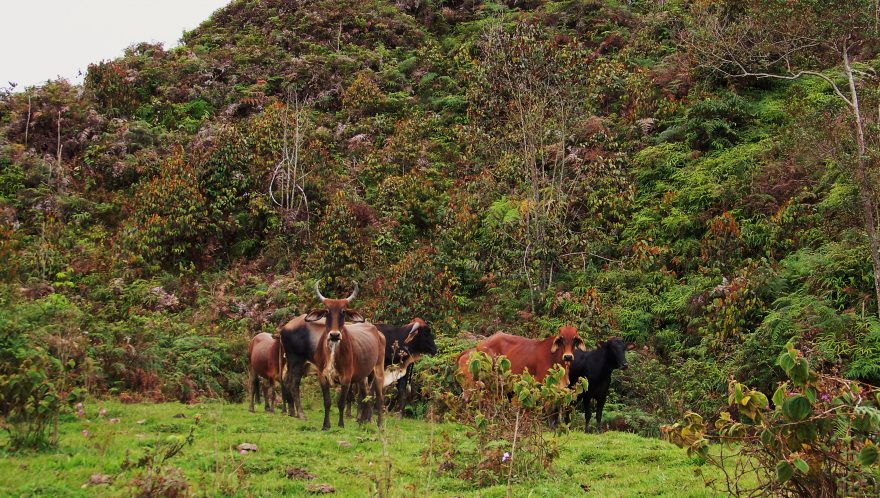 Ještě před třinácti roky bylo v oblasti nemyslitelné pást dobytek, nebot FARC mohl farmáře unést a požadovat za něj výkupné, což v té době byla běžná praxe, Kolumbie