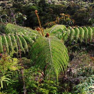 V bývalém povstaleckém koridoru si připadáte jako v Jurském parku. Chybí jenom dinosauři, Kolumbie