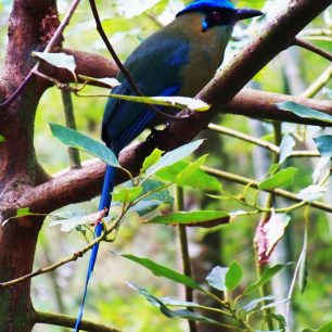 Třiceticentimetrový Momot černolící , kterému místní pro jeho ocasní pera ne nepodobným hodinovým ručičkám přezdívají Relojero, Hodinář, Kolumbie