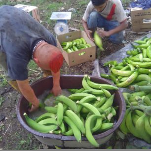 Zelené platany - plátanos verdes, Ekvádor