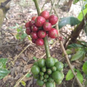 Zralá zrna kávovníku, Ekvádor