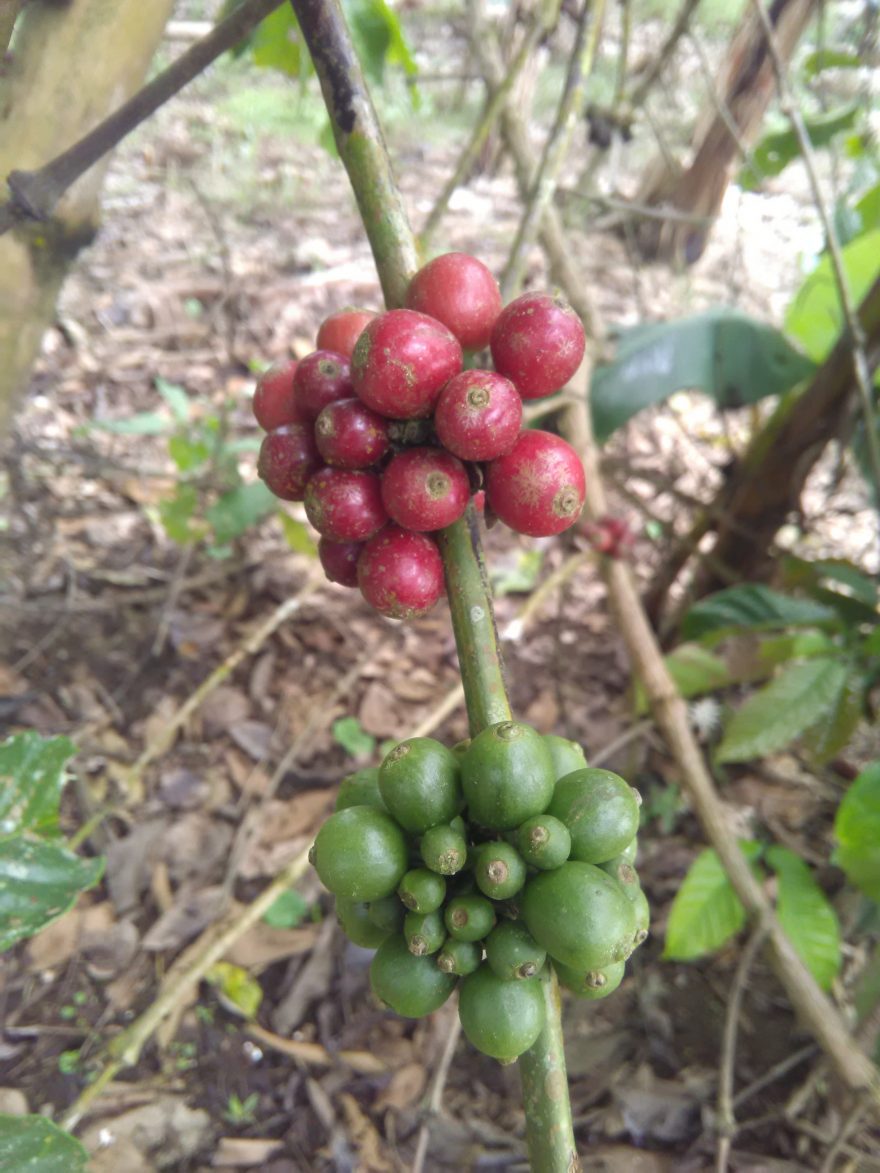 Zralá zrna kávovníku, Ekvádor