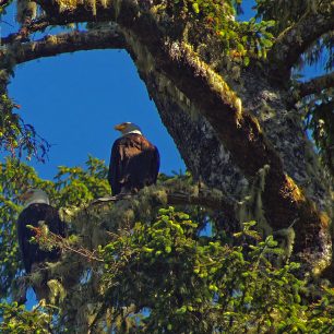 Výjimkou nejsou setkání s medvědem baribalem, někdy i s pumou, Kanada