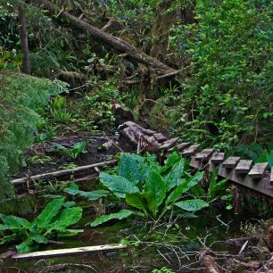 Stezka prochází divočinou plnou medvědů, pum a vlků, nejsevernějším deštným pralesem planety i po opuštěných plážích Pacifiku, Kanada