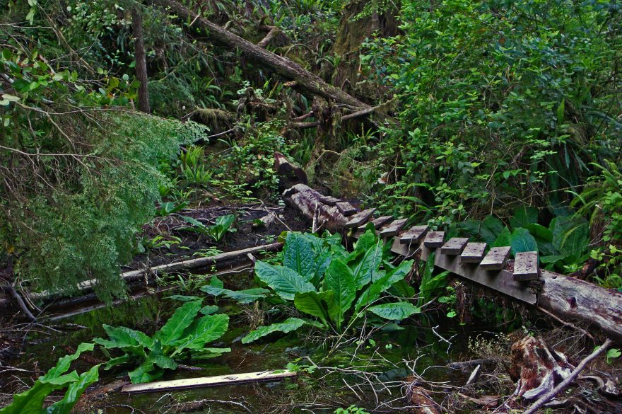Stezka prochází divočinou plnou medvědů, pum a vlků, nejsevernějším deštným pralesem planety i po opuštěných plážích Pacifiku, Kanada