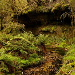 Lesy za Gouland Down, Nový Zéland