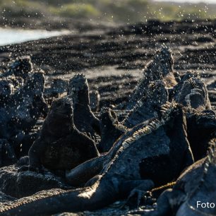 Na dalším ostrově pozoruji stovky mořských leguánů, kteří se tu vyhřívají na slunci a nastavují slunečním paprskům svá černá těla, prochladlá po dlouhém pobytu ve vodě, Galapágy