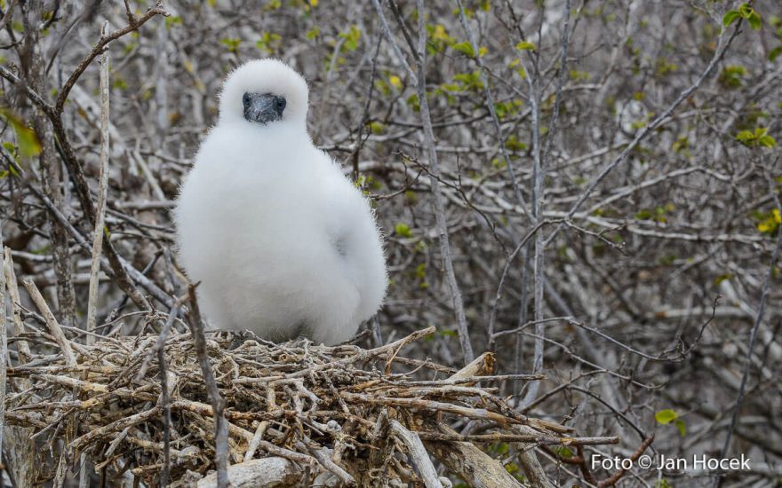 Divocí ptáci hnízdí všude kolem, Galapágy