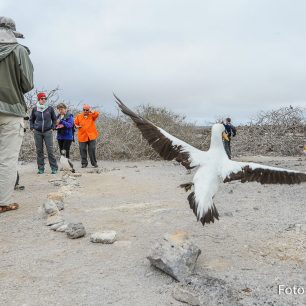 Velmi izolovaný ostrov Genovesa je doslova rájem nejrůznějších druhů ptáků, Galapágy
