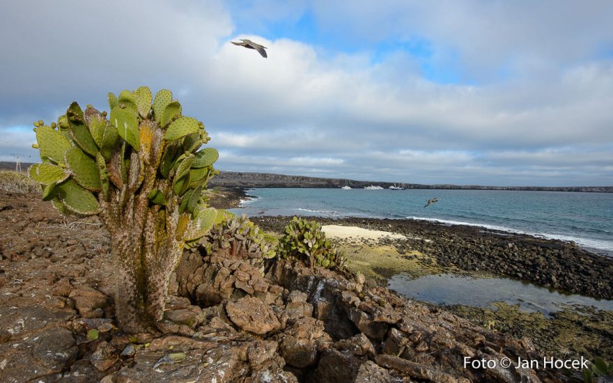 Izolovanost souostroví zde pomohla přírodě ke vzniku mnoha druhů rostlin a živočichů, které nenajdeme nikde jinde na světě, Galapágy