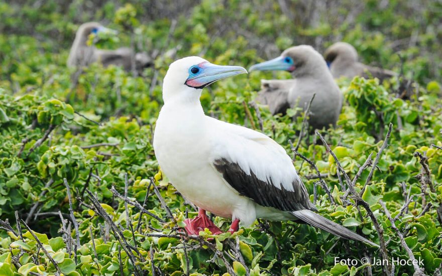 Divocí ptáci hnízdí všude kolem, Galapágy