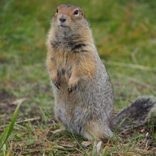 Svišti, Kamčatka, Rusko