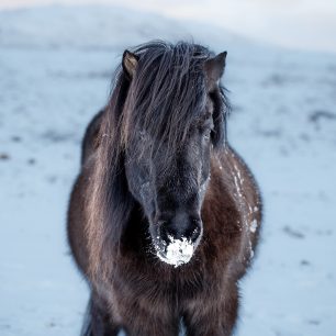 Islandské koně, zdroj: pixabay