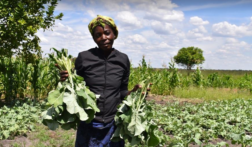 60 procent obyvatel se živí zemědělstvím, Zambie