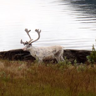 V přírodě, Norsko