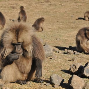 Po cestě jsme potkali opice dželady, Simien, Etiopie