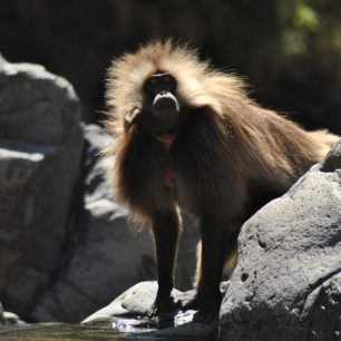 Opice nás vytrvale ignorovaly, Simien, Etiopie