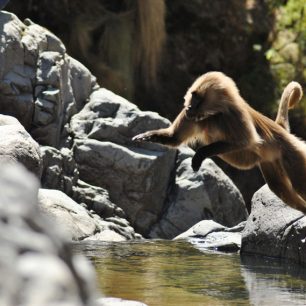 Opice dželady, Simien, Etiopie