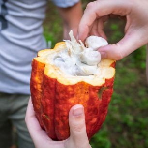 Kakaový bob, Kostarika