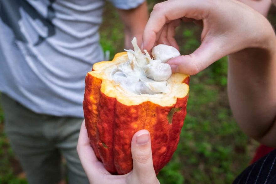 Kakaový bob, Kostarika