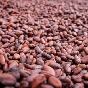 Detail kakaových bobů, Kostarika