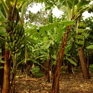 Banánová plantáž, Tanzanie