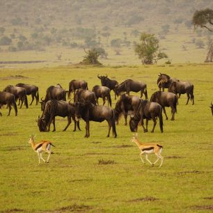 Malé stádo pakoňů v národním parku Masai Mara, Keňa