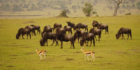 Čtyři tipy, kam v Keni zamířit za jedinečnou přírodou