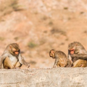 Nic není tak horké, jak se na první pohled může zdát. Ani opice v opičím chrámu u Jaipuru nejsou zase tak agresivní, jak se místní snaží namluvit, Indie