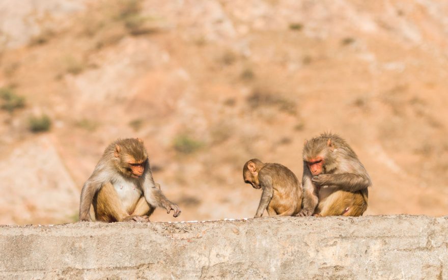 Nic není tak horké, jak se na první pohled může zdát. Ani opice v opičím chrámu u Jaipuru nejsou zase tak agresivní, jak se místní snaží namluvit, Indie