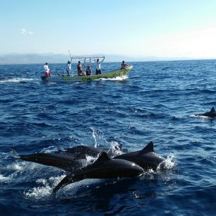 Pozorování delfínů v moři