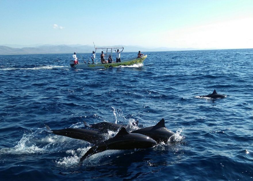 Pozorování delfínů v moři