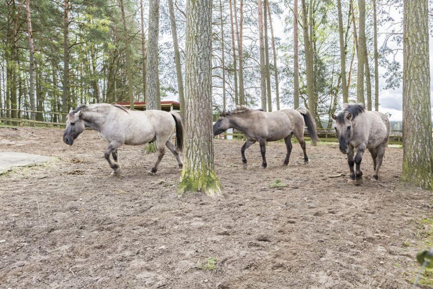Koně v oboře Schorfheide (c) TMB Fotoarchiv Steffen Lehmann
