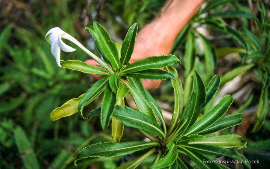 Společenské ostrovy, Francouzská Polynésie 