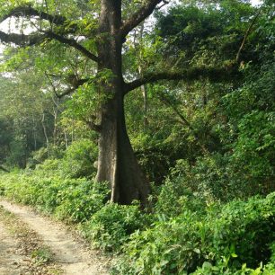 Král džungle - Silk cotton tree, Nepál