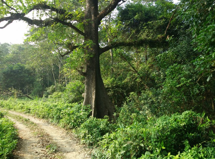 Král džungle - Silk cotton tree, Nepál