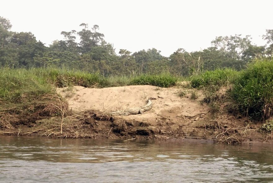 Krokodýl na dosah, Nepál