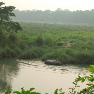 Nosorožec při koupeli, Nepál