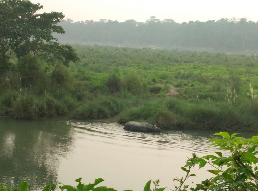 Nosorožec při koupeli, Nepál
