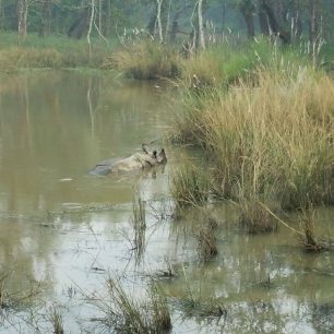 Nosorožec při pohledu ze slona, Nepál