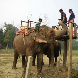 Slonice Sunapoli, Nepál