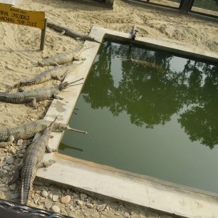 Stanice, kde se líhnou gaviáli, Nepál
