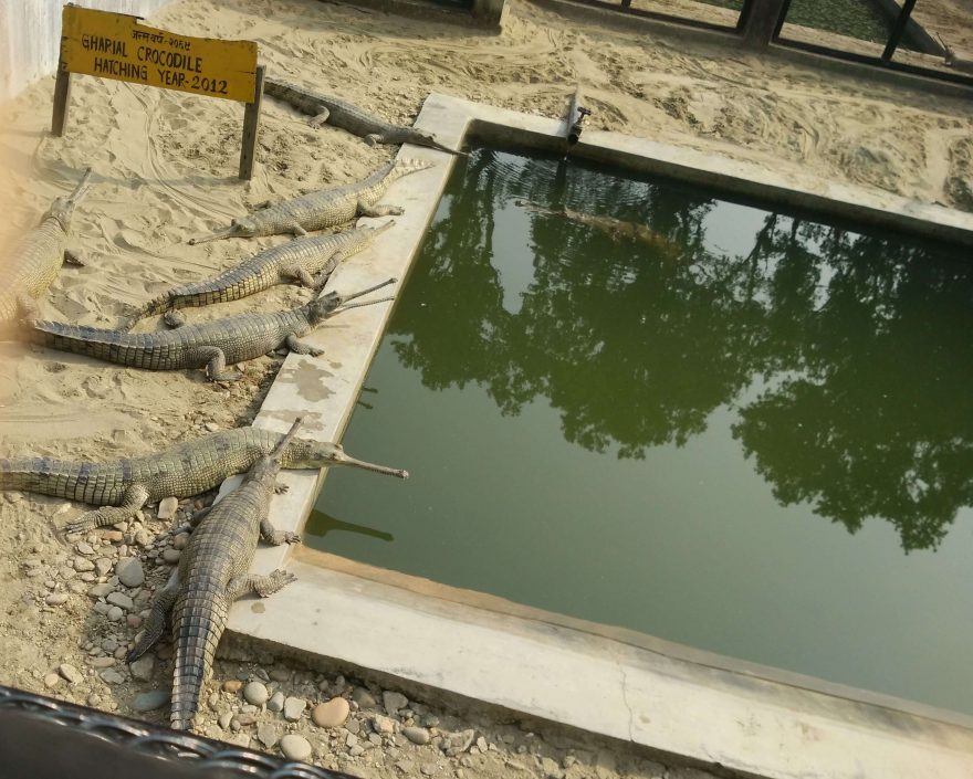Stanice, kde se líhnou gaviáli, Nepál