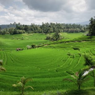 Rýžové terasy, Bali, Indonésie