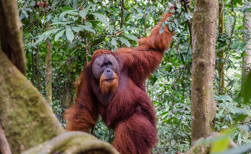 Orangutan, Indonésie
