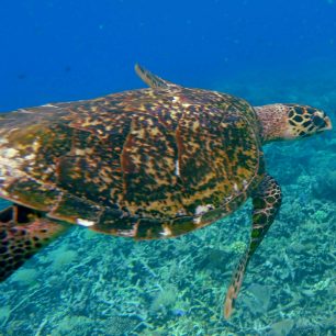 Raja Ampat, Papua Nová Guinea, Oceánie