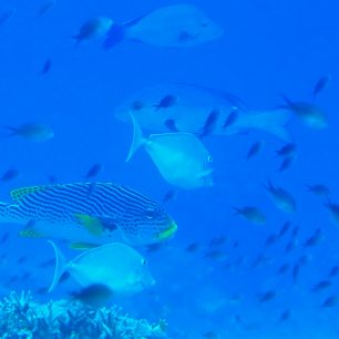 Raja Ampat, Papua Nová Guinea, Oceánie